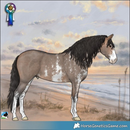 Horse Color:Bay Dun Sabino 