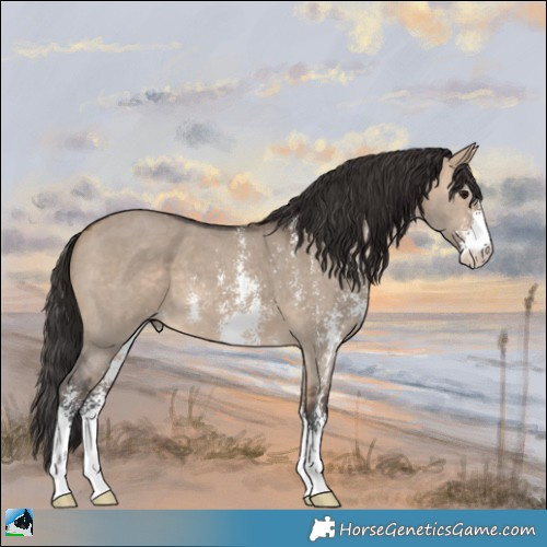 Horse Color:Bay Dun Sabino 