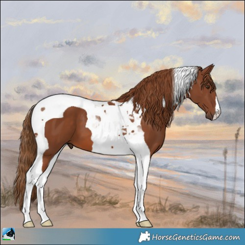 Horse Color:Chestnut Tobiano 