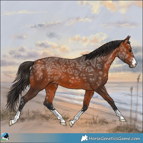 Horse Color:Bay Ice 