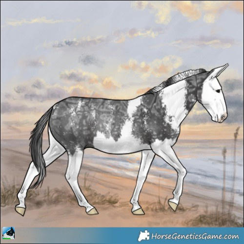 Horse Color:Black Ice Mushroom Sabino Splash Rabicano 