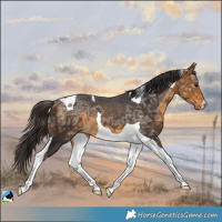 Horse Color:Buckskin Ice Tobiano