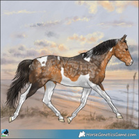Horse Color:Buckskin Ice Tobiano 