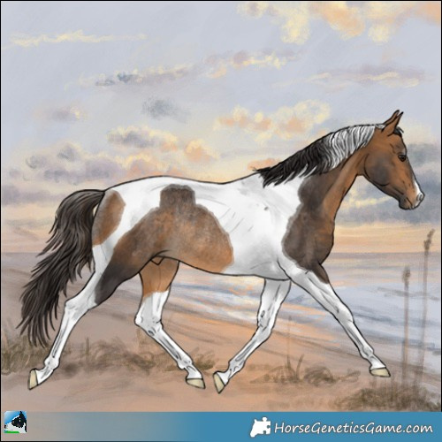 Horse Color:Buckskin Tobiano Rabicano 