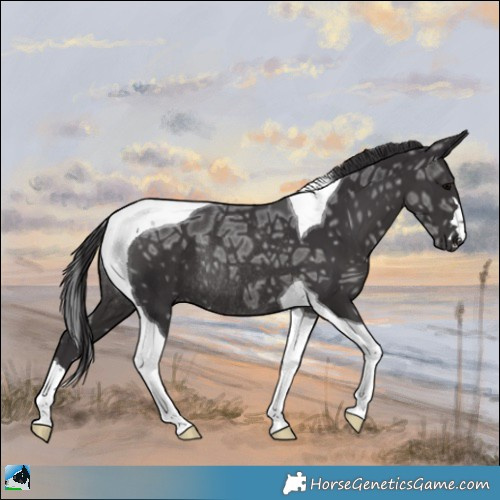 Horse Color:Smoky Black Ice Tobiano Rabicano 