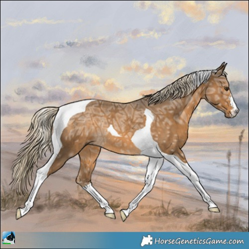 Horse Color:Chocolate Palomino Ice Tobiano Rabicano 