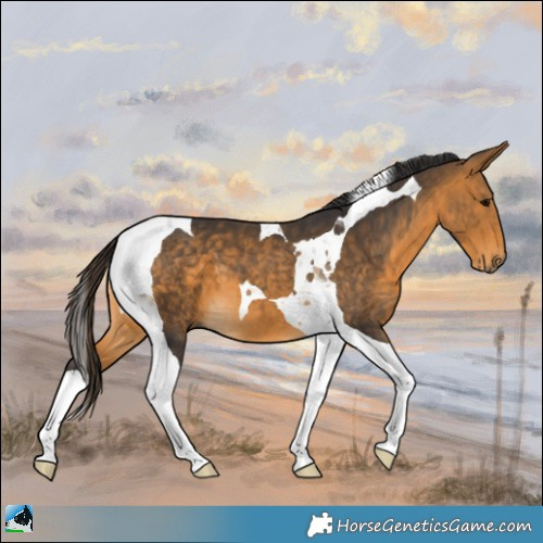 Horse Color:Buckskin Tobiano