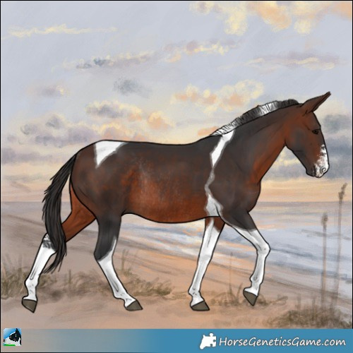Horse Color:Brown Sabino Tobiano Rabicano 