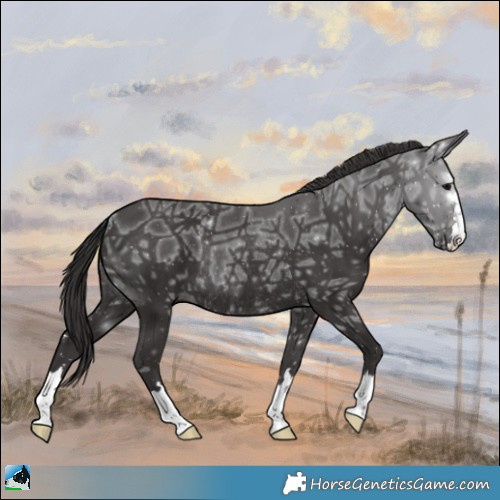 Horse Color:Smoky Black Ice Rabicano