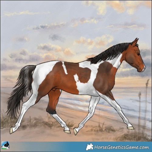 Horse Color:Bay Tobiano 