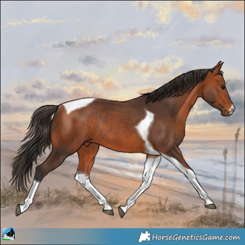 Horse Color:Bay Tobiano Rabicano 