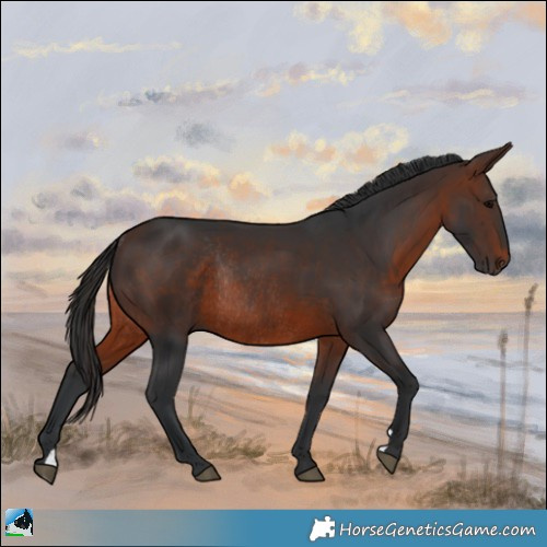 Horse Color:Brown Rabicano 