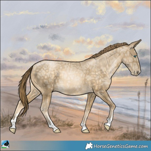 Horse Color:Buckskin Ice Pearl Rabicano 