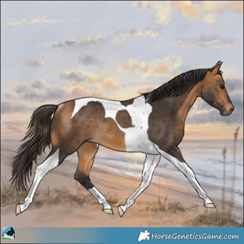 Horse Color:Buckskin Tobiano Rabicano 