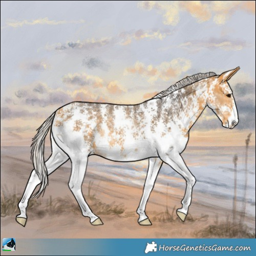 Horse Color:Silver Buckskin Ice Sabino Rabicano 