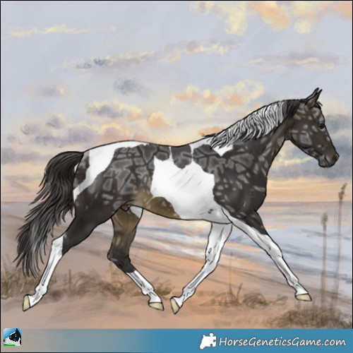 Horse Color:Buckskin Ice Tobiano Rabicano 