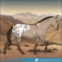 Horse Color:Liver Red Dun Appaloosa 
