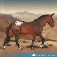 Horse Color:Bay Appaloosa 