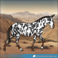 Horse Color:Gray Liver Chestnut Leopard 