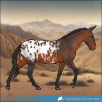 Horse Color:Brown Appaloosa 