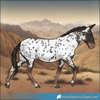 Horse Color:Liver Chestnut Near Leopard 