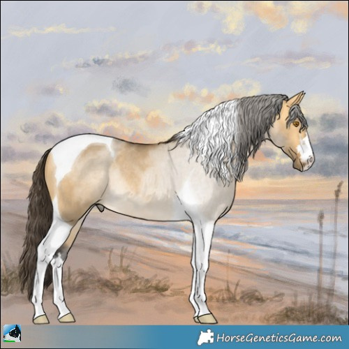 Horse Color:Buckskin Dun Mushroom Tobiano Rabicano 