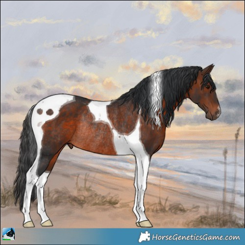 Horse Color:Brown Tobiano Rabicano 