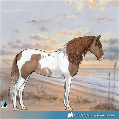 Horse Color:Liver Red Dun Tobiano Rabicano