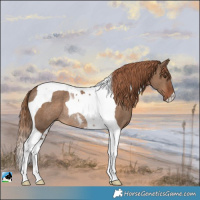 Horse Color:Liver Red Dun Tobiano Rabicano 