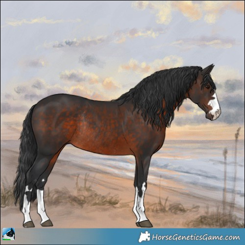 Horse Color:Brown Rabicano 