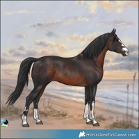 Horse Color:Brown Rabicano