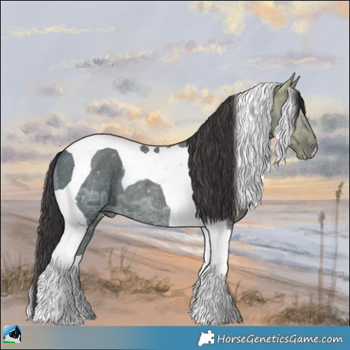 Horse Color:Smoky Black Ice Tobiano Rabicano 