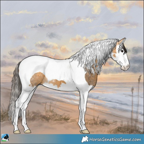 Horse Color:Buckskin Splash Tobiano 