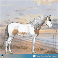 Horse Color:Buckskin Splash Tobiano 