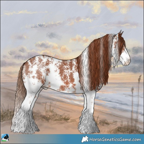 Horse Color:Chestnut Sabino 