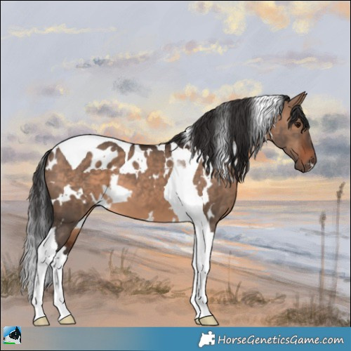 Horse Color:White Spotted Brown Dun Tobiano 