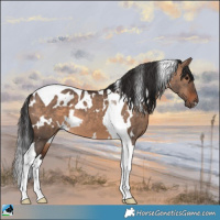 Horse Color:White Spotted Brown Dun Tobiano 