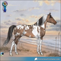 Horse Color:White Spotted Brown Dun Tobiano 