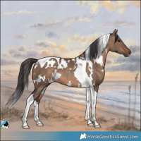 Horse Color:White Spotted Brown Dun Tobiano 