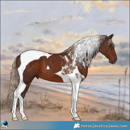 Horse Color:Liver Chestnut Tobiano 