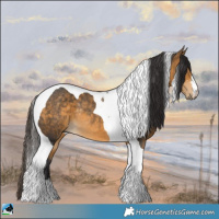 Horse Color:Buckskin Tobiano Rabicano 