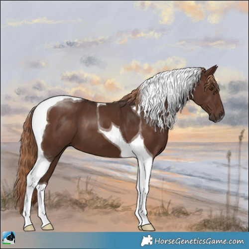 Horse Color:Liver Chestnut Tobiano 