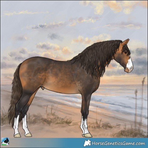 Horse Color:Buckskin Varnish 