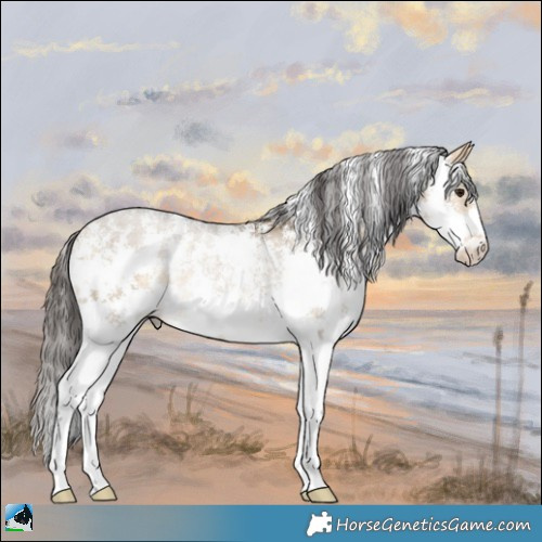 Horse Color:Buckskin Dun Sabino Rabicano 