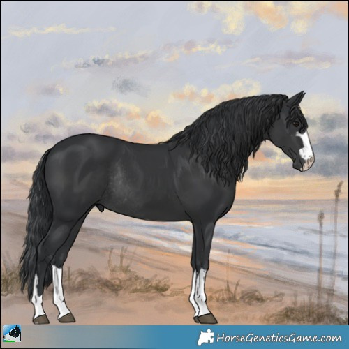 Horse Color:Black Mushroom Rabicano 
