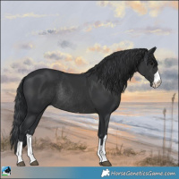 Horse Color:Black Rabicano 