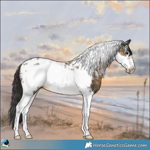 Horse Color:Buckskin Ice Tobiano Frame Rabicano