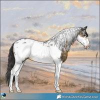 Horse Color:Buckskin Ice Tobiano Frame Rabicano 