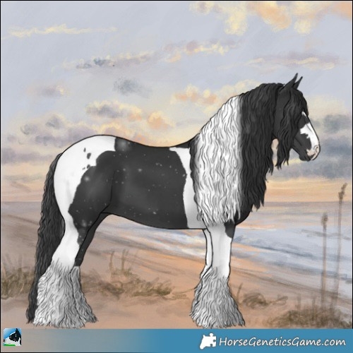 Horse Color:Black Tobiano 