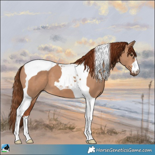Horse Color:Red Dun Tobiano 